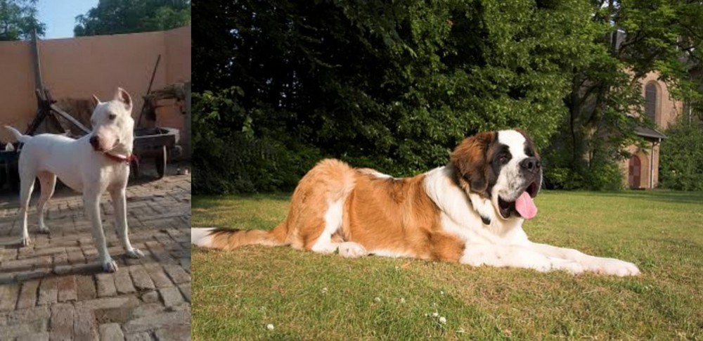 St. Bernard vs Indian Bull Terrier - Breed Comparison
