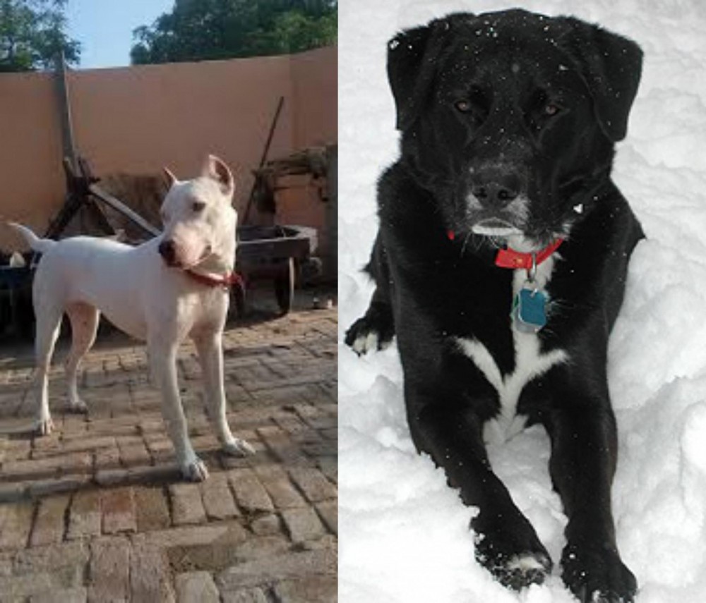 St. John's Water Dog vs Indian Bull Terrier - Breed Comparison
