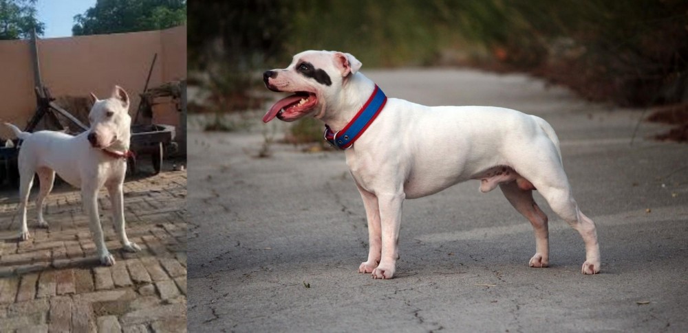 Staffordshire Bull Terrier vs Indian Bull Terrier - Breed Comparison