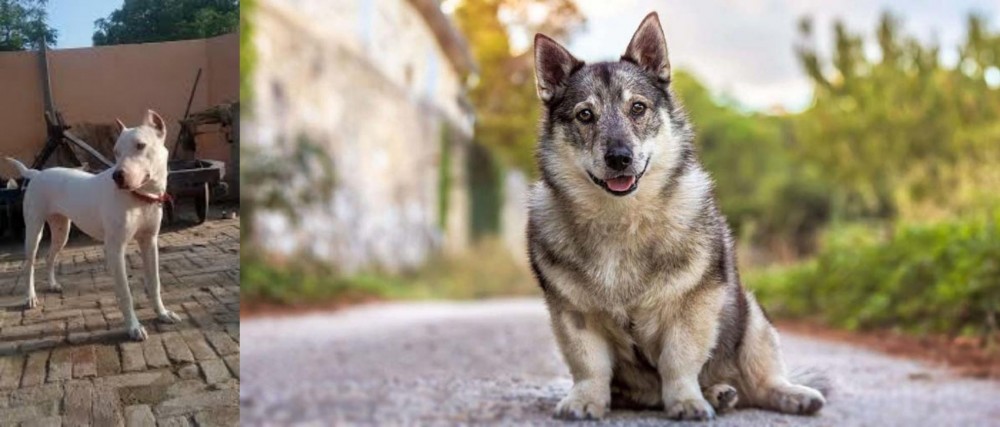 Swedish Vallhund vs Indian Bull Terrier - Breed Comparison