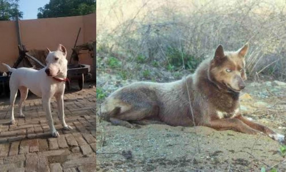 Tahltan Bear Dog vs Indian Bull Terrier - Breed Comparison