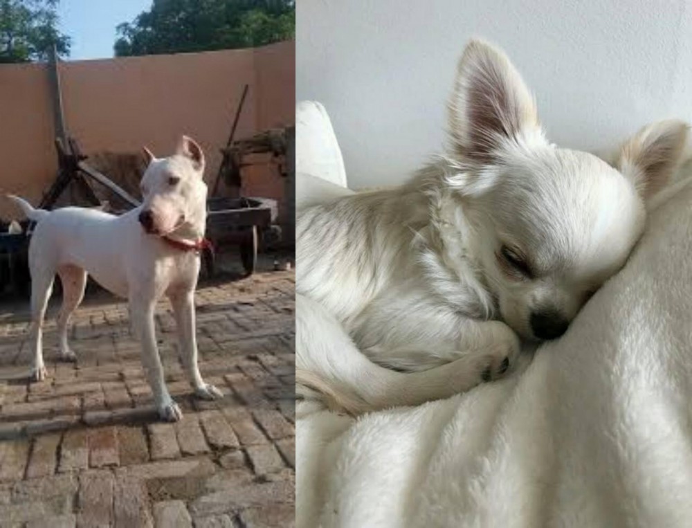 Tea Cup Chihuahua vs Indian Bull Terrier - Breed Comparison