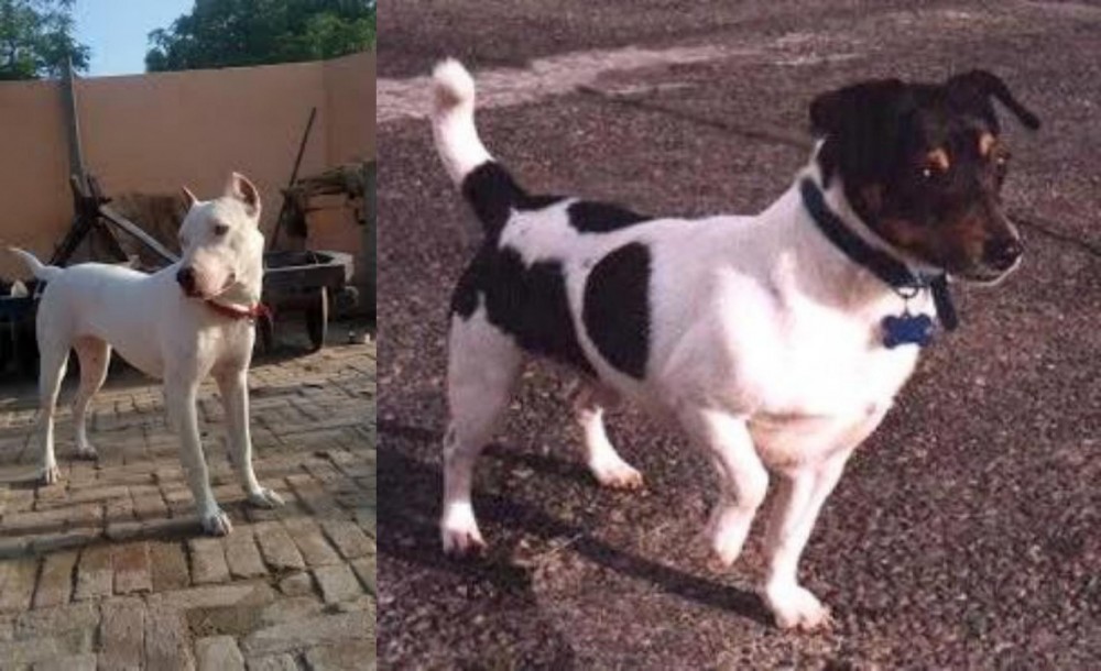 Teddy Roosevelt Terrier vs Indian Bull Terrier - Breed Comparison