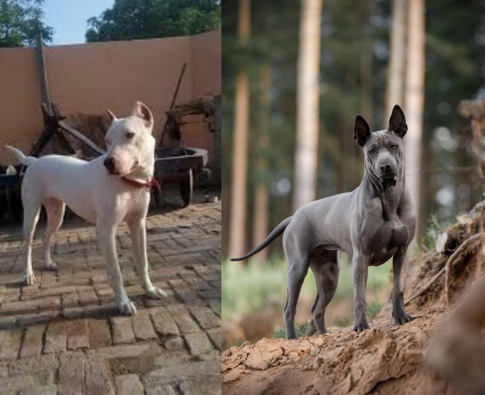 Thai Ridgeback vs Indian Bull Terrier - Breed Comparison
