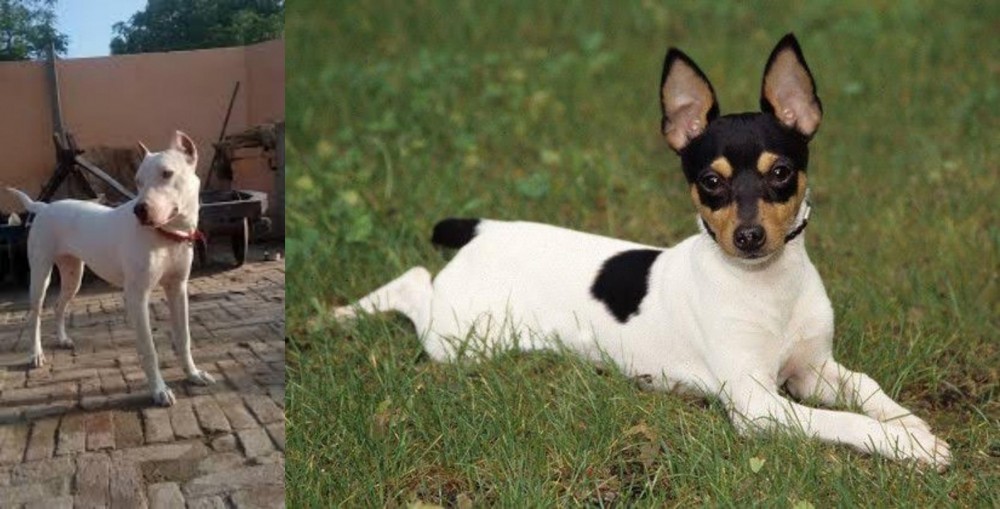 Toy Fox Terrier vs Indian Bull Terrier - Breed Comparison