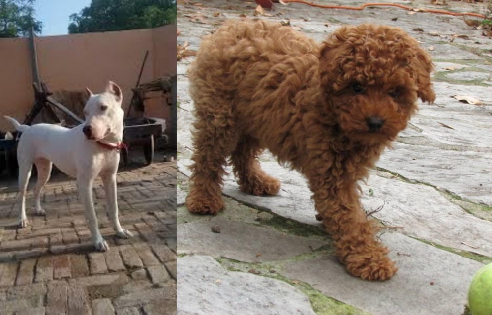 Toy Poodle vs Indian Bull Terrier - Breed Comparison