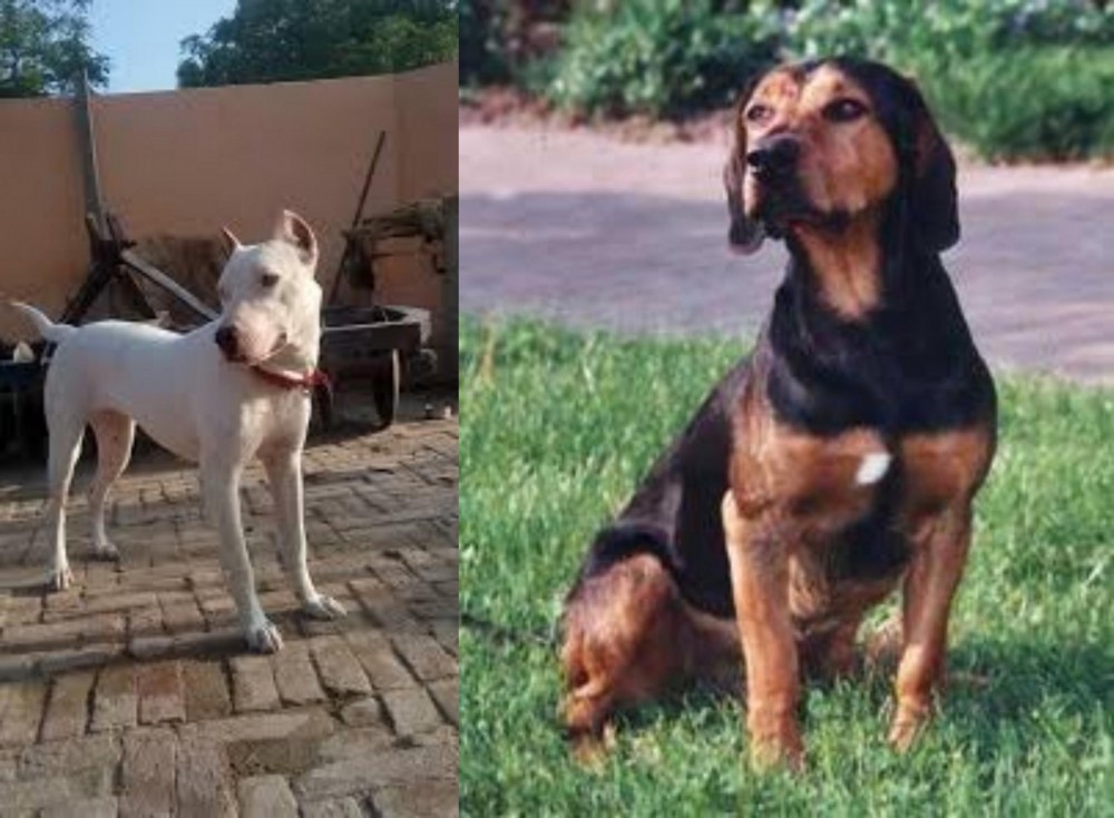 Tyrolean Hound vs Indian Bull Terrier - Breed Comparison
