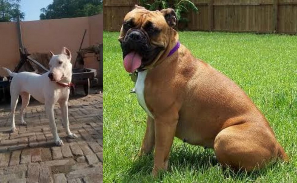 Valley Bulldog vs Indian Bull Terrier - Breed Comparison
