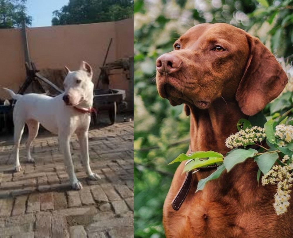 Vizsla vs Indian Bull Terrier - Breed Comparison