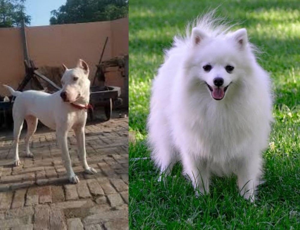Volpino Italiano vs Indian Bull Terrier - Breed Comparison