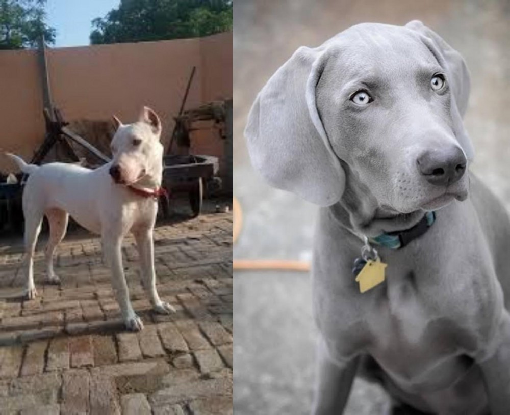 Weimaraner vs Indian Bull Terrier - Breed Comparison