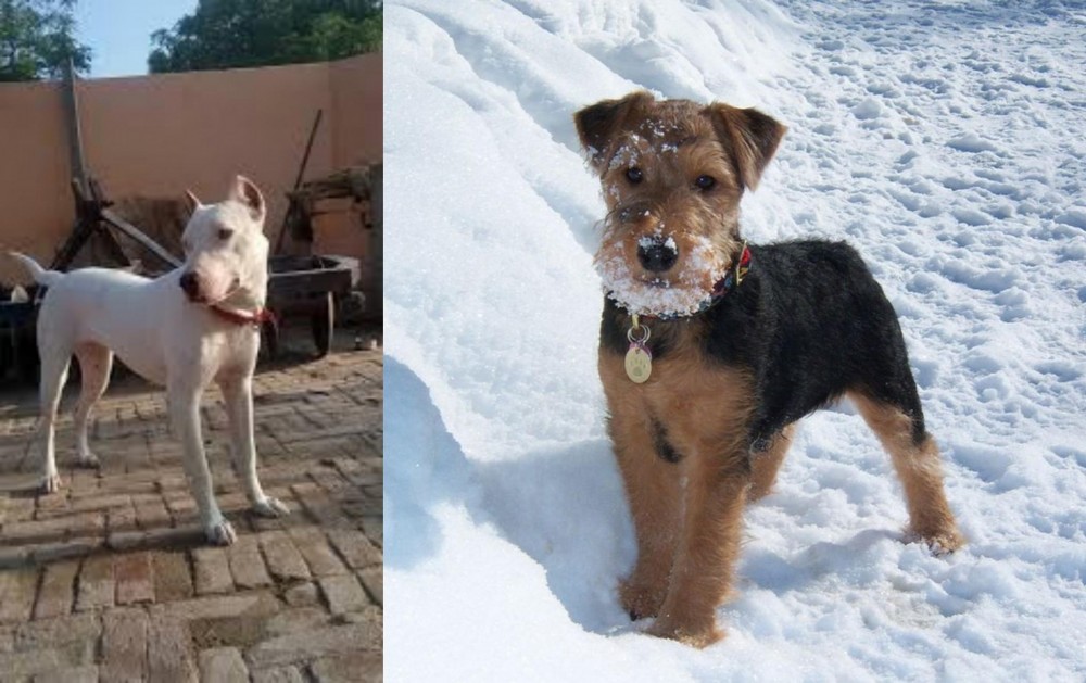 Welsh Terrier vs Indian Bull Terrier - Breed Comparison