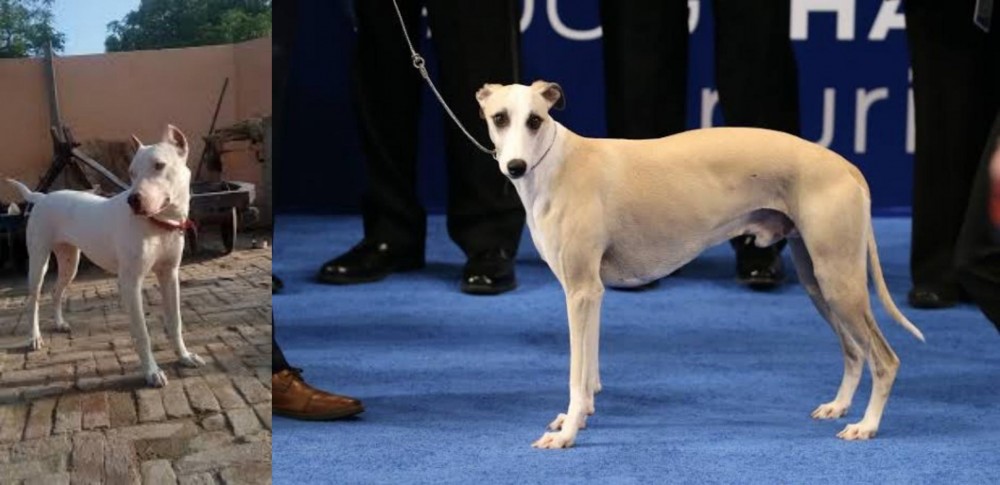 Whippet vs Indian Bull Terrier - Breed Comparison
