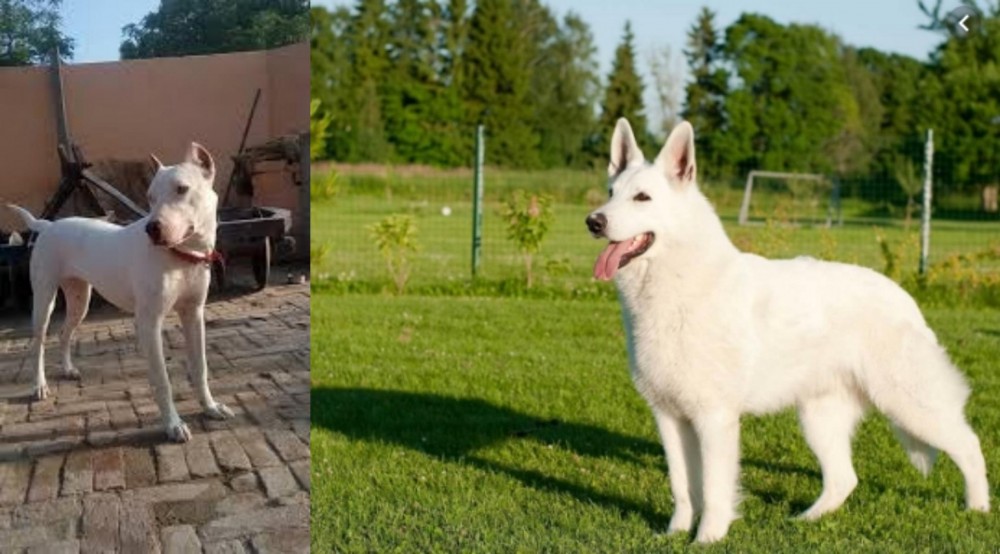 White Shepherd vs Indian Bull Terrier - Breed Comparison