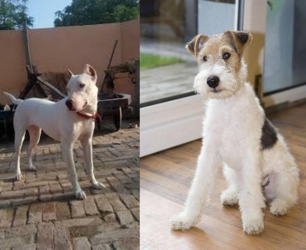 Wire Fox Terrier vs Indian Bull Terrier - Breed Comparison