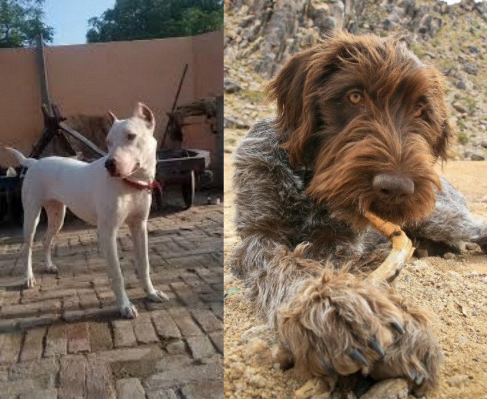 Wirehaired Pointing Griffon vs Indian Bull Terrier - Breed Comparison