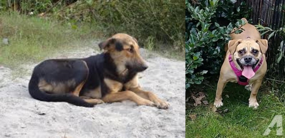 Beabull vs Indian Pariah Dog - Breed Comparison