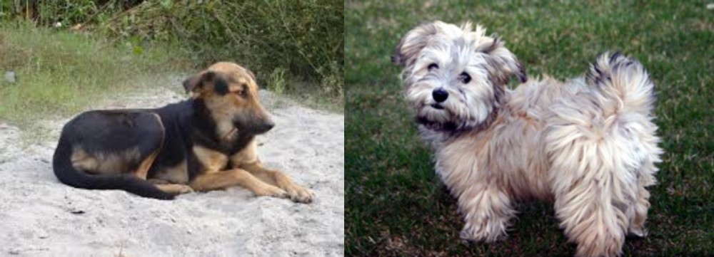 Havapoo vs Indian Pariah Dog - Breed Comparison