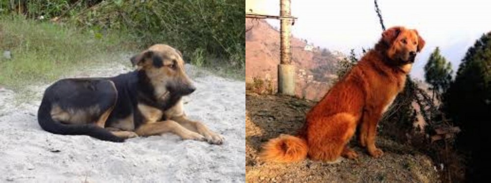 Himalayan Sheepdog vs Indian Pariah Dog - Breed Comparison