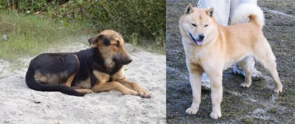 Hokkaido vs Indian Pariah Dog - Breed Comparison