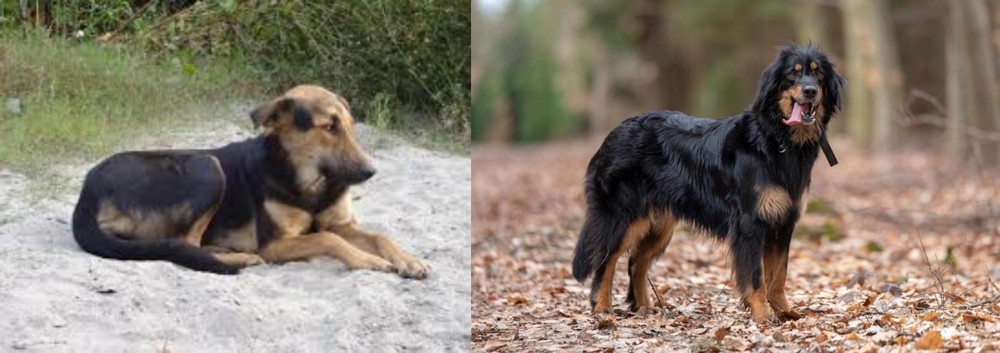 Hovawart vs Indian Pariah Dog - Breed Comparison