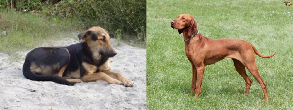 Hungarian Vizsla vs Indian Pariah Dog - Breed Comparison