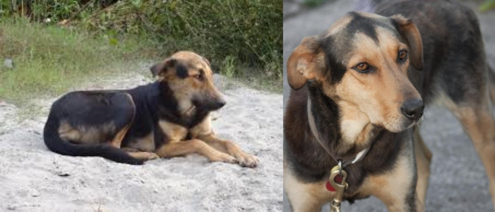 Huntaway vs Indian Pariah Dog - Breed Comparison