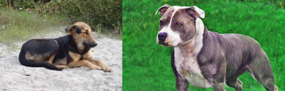 Irish Staffordshire Bull Terrier vs Indian Pariah Dog - Breed Comparison