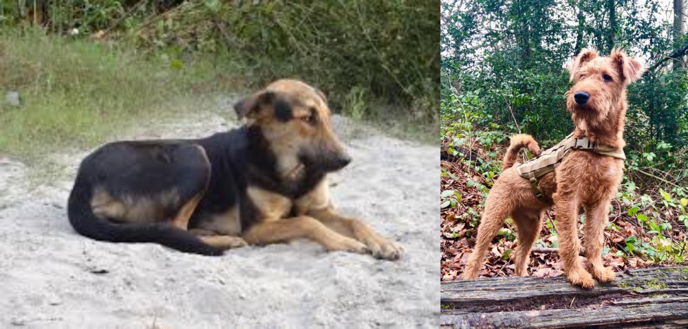 Irish Terrier vs Indian Pariah Dog - Breed Comparison
