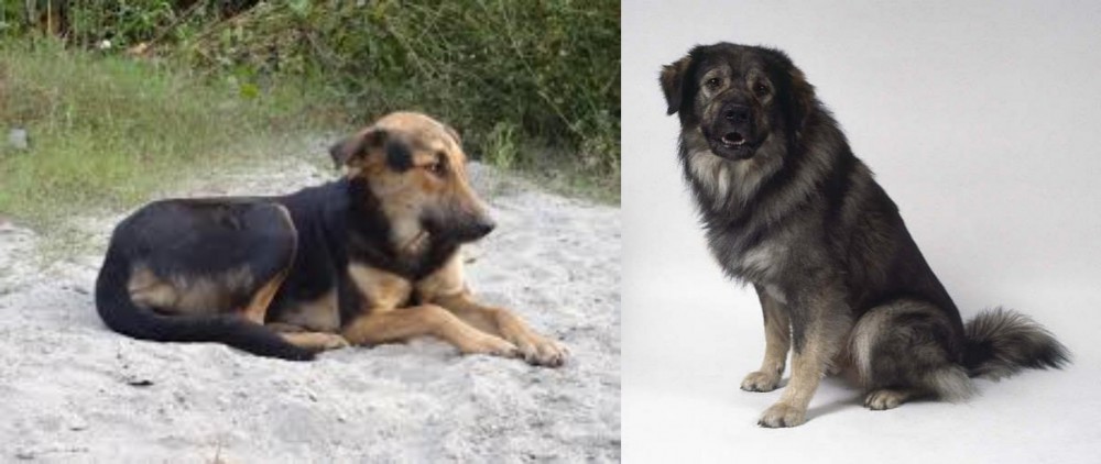 Istrian Sheepdog vs Indian Pariah Dog - Breed Comparison