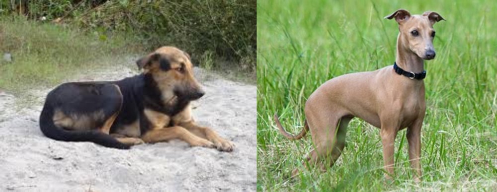 Italian Greyhound vs Indian Pariah Dog - Breed Comparison