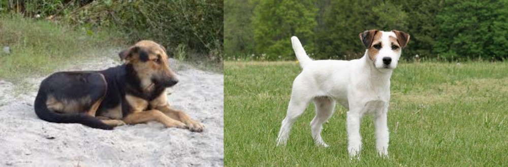 Jack Russell Terrier vs Indian Pariah Dog - Breed Comparison