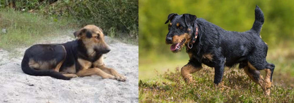 Jagdterrier vs Indian Pariah Dog - Breed Comparison