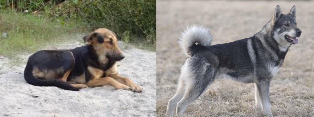 Jamthund vs Indian Pariah Dog - Breed Comparison