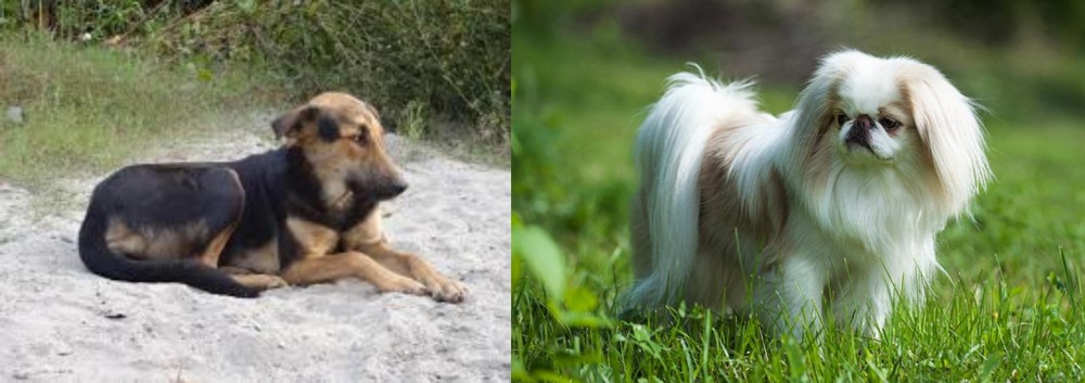 Japanese Chin vs Indian Pariah Dog - Breed Comparison