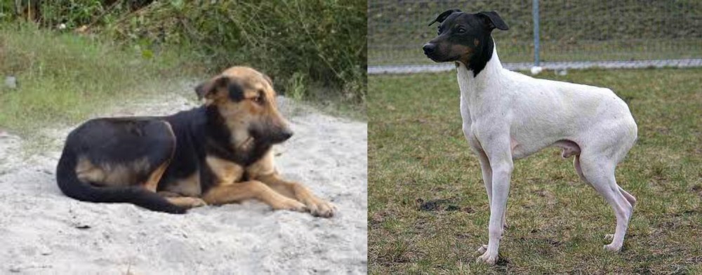 Japanese Terrier vs Indian Pariah Dog - Breed Comparison