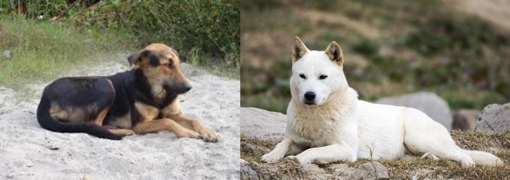 Jindo vs Indian Pariah Dog - Breed Comparison