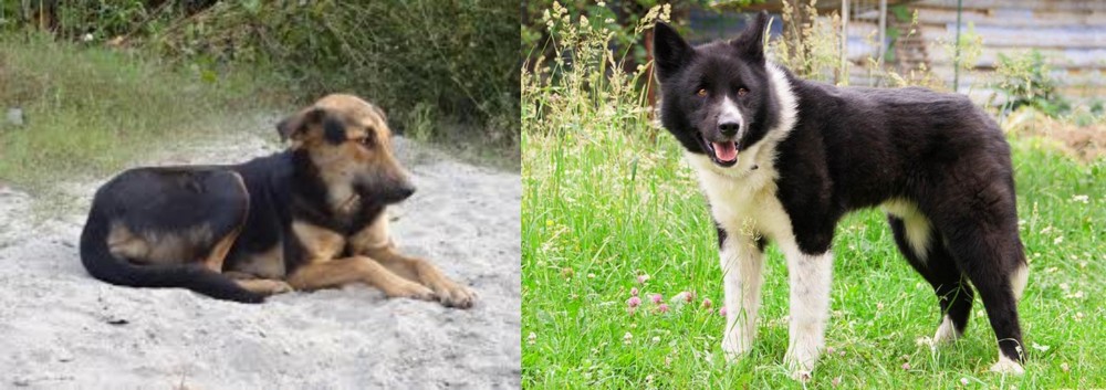 Karelian Bear Dog vs Indian Pariah Dog - Breed Comparison