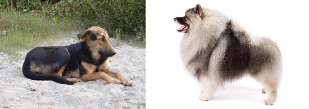 Keeshond vs Indian Pariah Dog - Breed Comparison