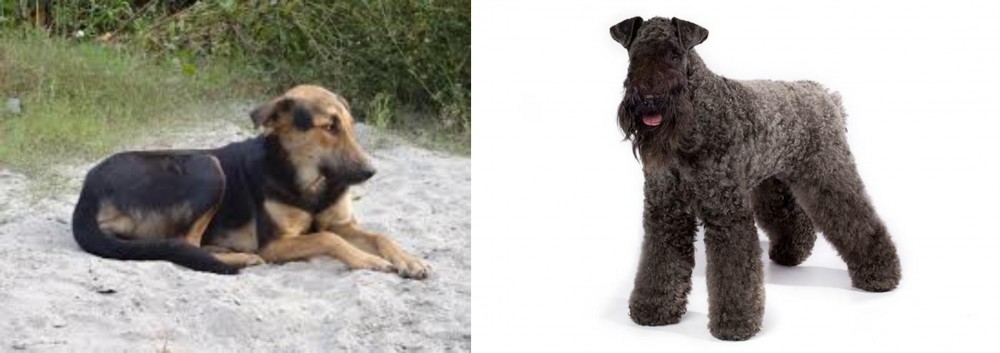 Kerry Blue Terrier vs Indian Pariah Dog - Breed Comparison