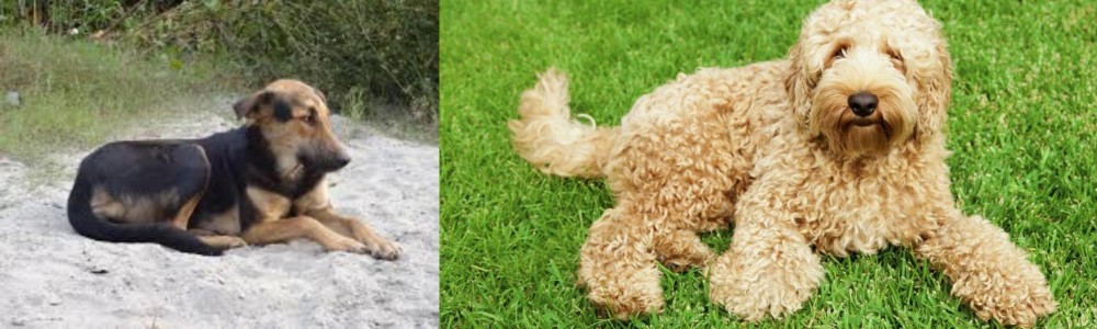 Labradoodle vs Indian Pariah Dog - Breed Comparison