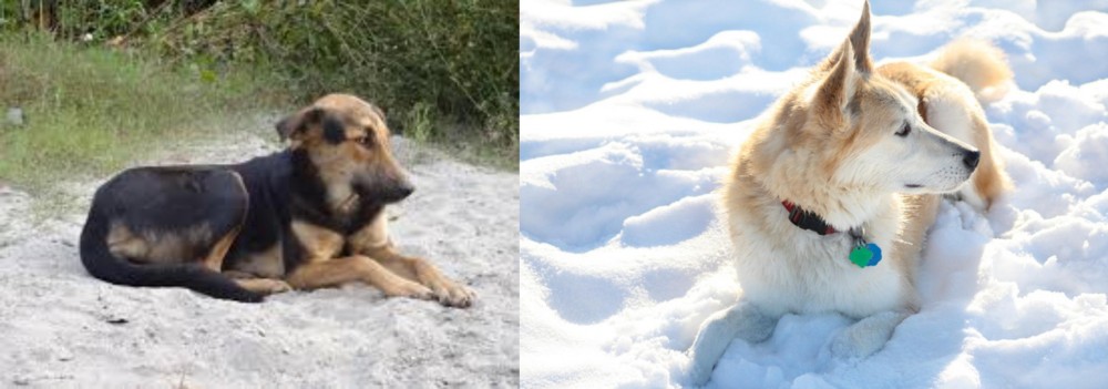 Labrador Husky vs Indian Pariah Dog - Breed Comparison