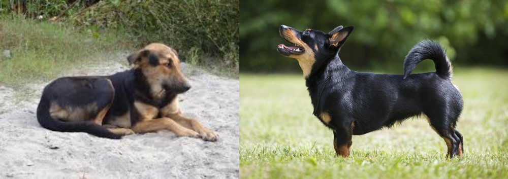 Lancashire Heeler vs Indian Pariah Dog - Breed Comparison