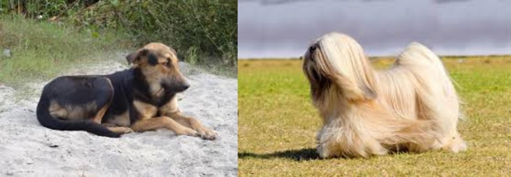 Lhasa Apso vs Indian Pariah Dog - Breed Comparison