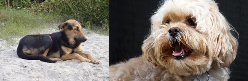 Lhasapoo vs Indian Pariah Dog - Breed Comparison