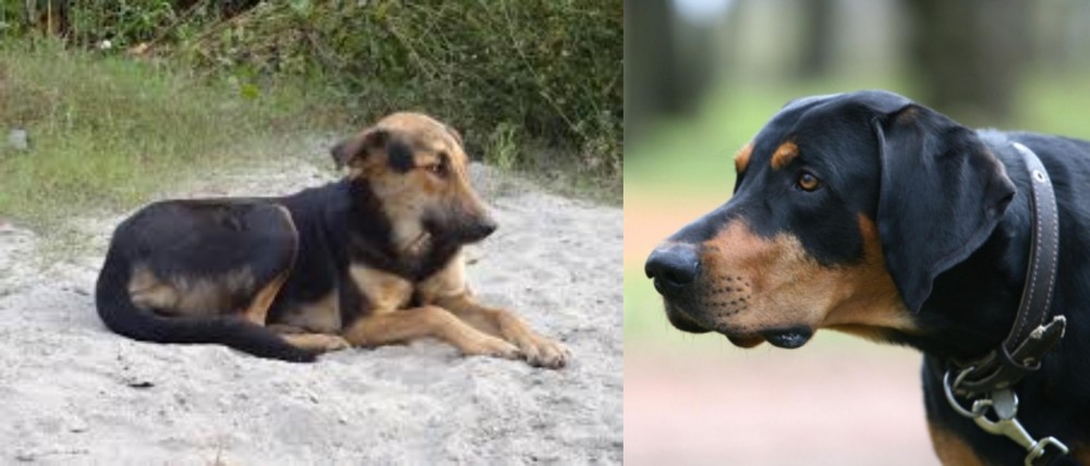 Lithuanian Hound vs Indian Pariah Dog - Breed Comparison