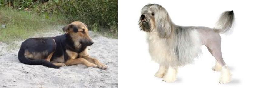 Lowchen vs Indian Pariah Dog - Breed Comparison
