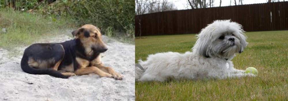 Mal-Shi vs Indian Pariah Dog - Breed Comparison