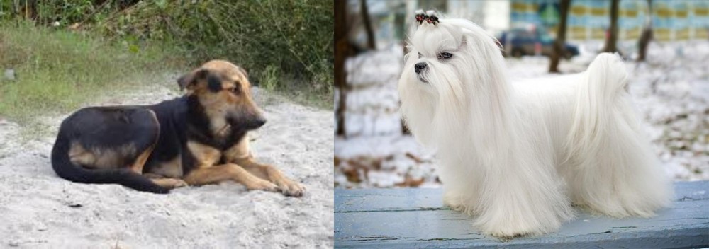 Maltese vs Indian Pariah Dog - Breed Comparison