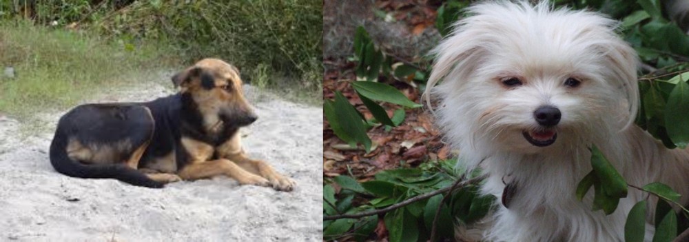 Malti-Pom vs Indian Pariah Dog - Breed Comparison